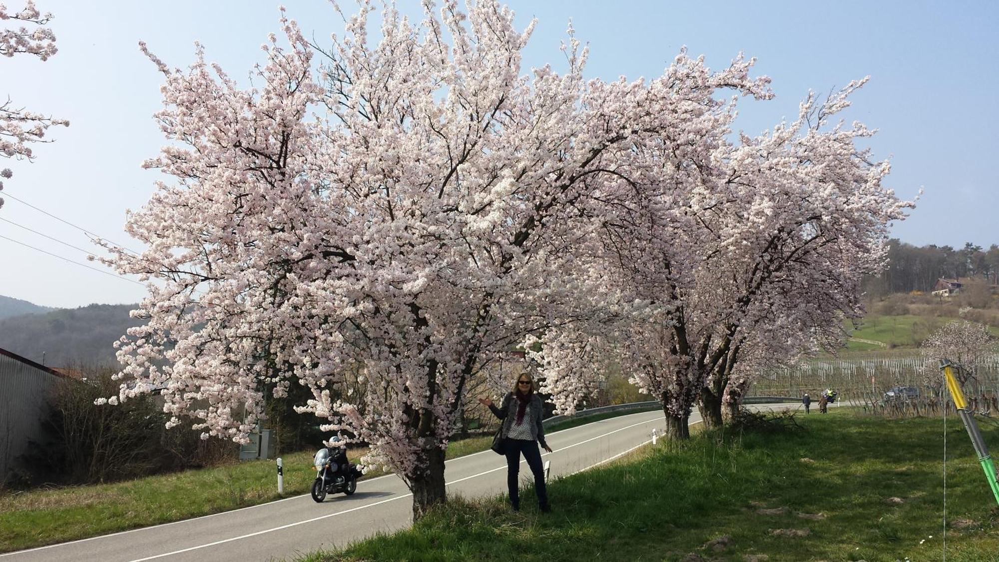 Ferienwohnung Berger Kurparkresidenz Bad Bergzabern Dış mekan fotoğraf